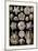 ERNST HAECKEL ART - 19Th Century - Blastoidea-The Nature Notes-Mounted Photographic Print