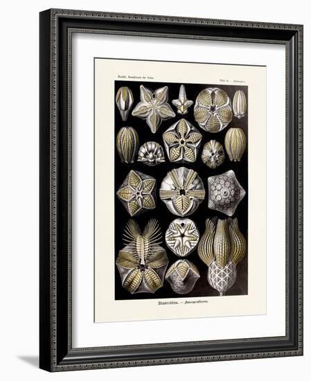 ERNST HAECKEL ART - 19Th Century - Blastoidea-The Nature Notes-Framed Photographic Print