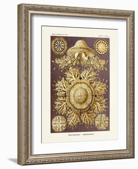 ERNST HAECKEL ART - 19Th Century - Discomedusae-The Nature Notes-Framed Photographic Print