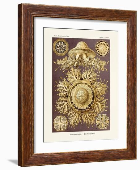 ERNST HAECKEL ART - 19Th Century - Discomedusae-The Nature Notes-Framed Photographic Print