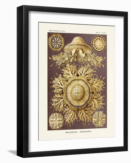 ERNST HAECKEL ART - 19Th Century - Discomedusae-The Nature Notes-Framed Photographic Print