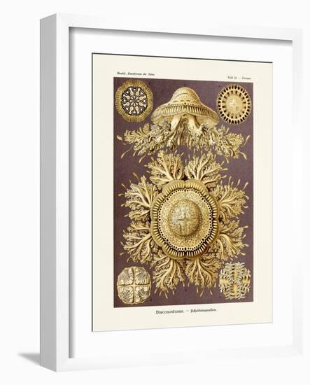 ERNST HAECKEL ART - 19Th Century - Discomedusae-The Nature Notes-Framed Photographic Print