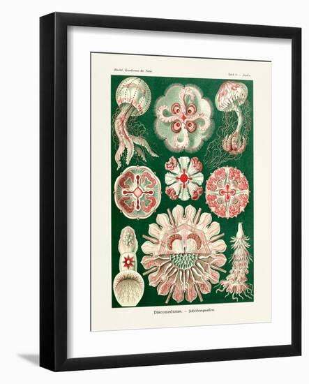 ERNST HAECKEL ART - 19Th Century - Discomedusae-The Nature Notes-Framed Photographic Print