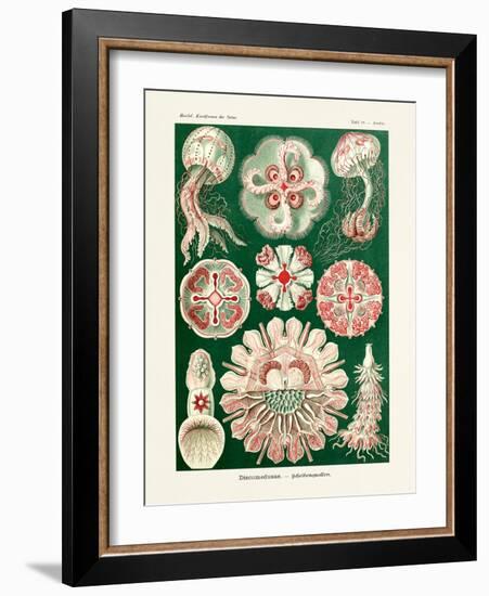 ERNST HAECKEL ART - 19Th Century - Discomedusae-The Nature Notes-Framed Photographic Print