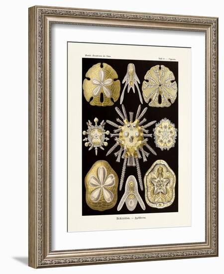 ERNST HAECKEL ART - 19Th Century - Echinidea-The Nature Notes-Framed Photographic Print