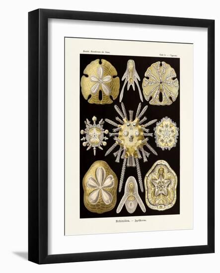 ERNST HAECKEL ART - 19Th Century - Echinidea-The Nature Notes-Framed Photographic Print