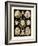 ERNST HAECKEL ART - 19Th Century - Echinidea-The Nature Notes-Framed Photographic Print