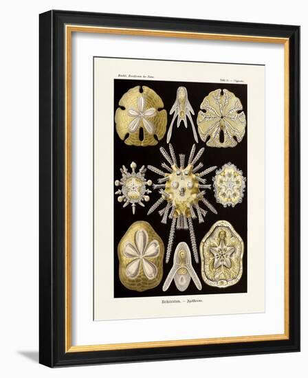 ERNST HAECKEL ART - 19Th Century - Echinidea-The Nature Notes-Framed Photographic Print