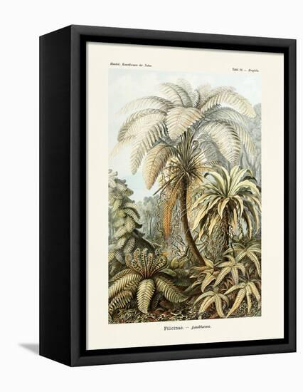 ERNST HAECKEL ART - 19Th Century - Filicinae - Ferns-The Nature Notes-Framed Premier Image Canvas