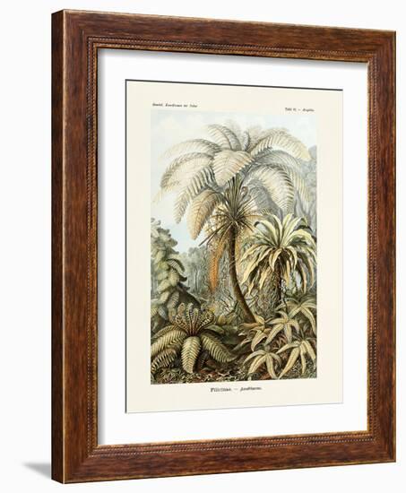 ERNST HAECKEL ART - 19Th Century - Filicinae - Ferns-The Nature Notes-Framed Photographic Print