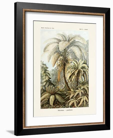 ERNST HAECKEL ART - 19Th Century - Filicinae - Ferns-The Nature Notes-Framed Photographic Print