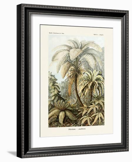 ERNST HAECKEL ART - 19Th Century - Filicinae - Ferns-The Nature Notes-Framed Photographic Print