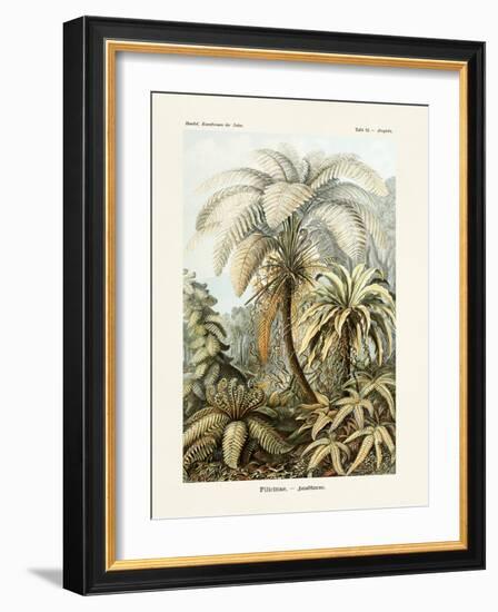 ERNST HAECKEL ART - 19Th Century - Filicinae - Ferns-The Nature Notes-Framed Photographic Print