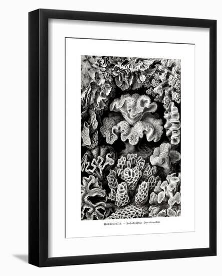 ERNST HAECKEL ART - 19Th Century - Hexacoralla - Corals-The Nature Notes-Framed Photographic Print