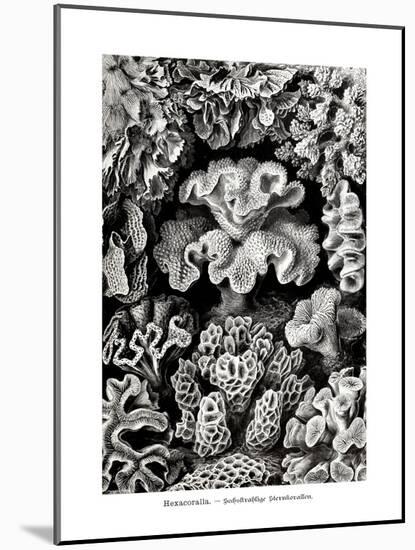 ERNST HAECKEL ART - 19Th Century - Hexacoralla - Corals-The Nature Notes-Mounted Photographic Print