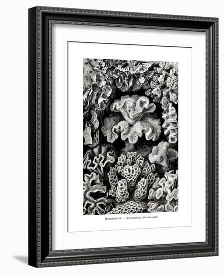 ERNST HAECKEL ART - 19Th Century - Hexacoralla - Corals-The Nature Notes-Framed Photographic Print