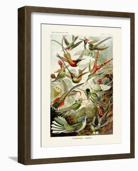 ERNST HAECKEL ART - 19Th Century - Hummingbirds - Trochilidae-The Nature Notes-Framed Photographic Print