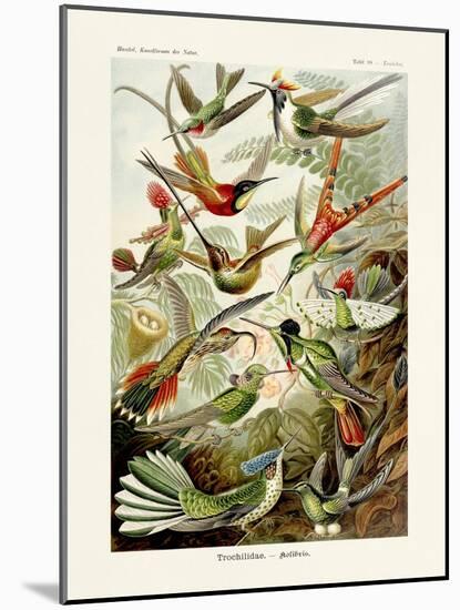 ERNST HAECKEL ART - 19Th Century - Hummingbirds - Trochilidae-The Nature Notes-Mounted Photographic Print