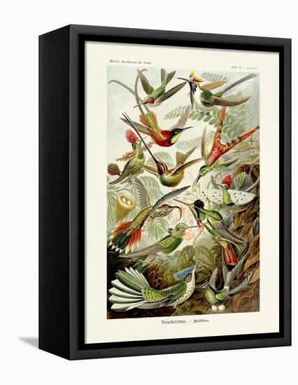 ERNST HAECKEL ART - 19Th Century - Hummingbirds - Trochilidae-The Nature Notes-Framed Premier Image Canvas