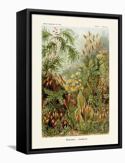 ERNST HAECKEL ART - 19Th Century - Muscinae-The Nature Notes-Framed Premier Image Canvas