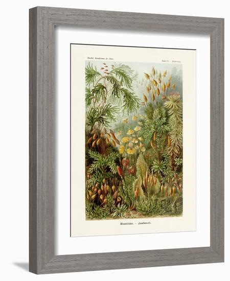 ERNST HAECKEL ART - 19Th Century - Muscinae-The Nature Notes-Framed Photographic Print