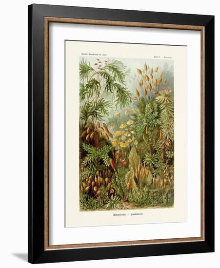 ERNST HAECKEL ART - 19Th Century - Muscinae-The Nature Notes-Framed Photographic Print