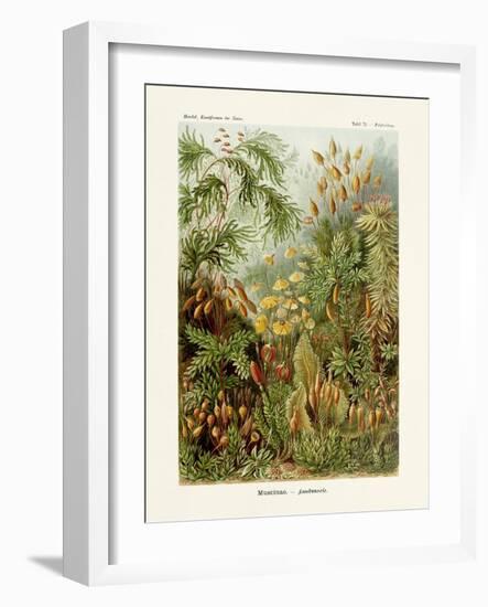 ERNST HAECKEL ART - 19Th Century - Muscinae-The Nature Notes-Framed Photographic Print