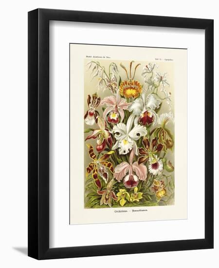 ERNST HAECKEL ART - 19Th Century - Orchideae - Orchids-The Nature Notes-Framed Premium Photographic Print