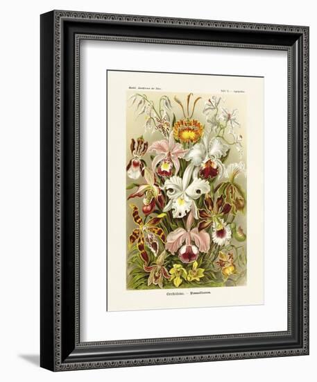 ERNST HAECKEL ART - 19Th Century - Orchideae - Orchids-The Nature Notes-Framed Premium Photographic Print