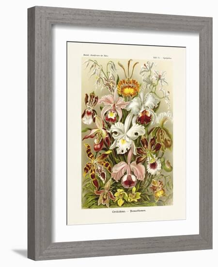 ERNST HAECKEL ART - 19Th Century - Orchideae - Orchids-The Nature Notes-Framed Photographic Print