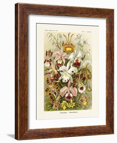 ERNST HAECKEL ART - 19Th Century - Orchideae - Orchids-The Nature Notes-Framed Photographic Print