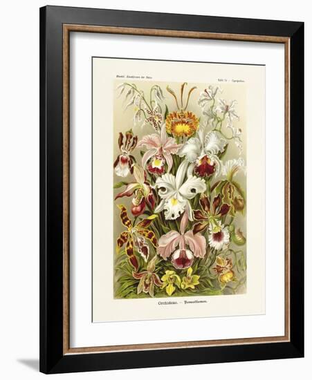 ERNST HAECKEL ART - 19Th Century - Orchideae - Orchids-The Nature Notes-Framed Photographic Print