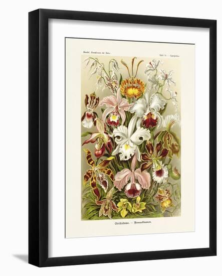 ERNST HAECKEL ART - 19Th Century - Orchideae - Orchids-The Nature Notes-Framed Photographic Print