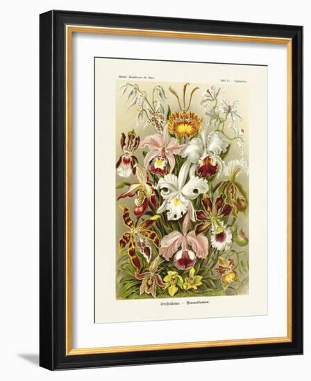 ERNST HAECKEL ART - 19Th Century - Orchideae - Orchids-The Nature Notes-Framed Photographic Print