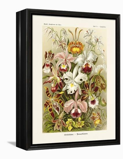 ERNST HAECKEL ART - 19Th Century - Orchideae - Orchids-The Nature Notes-Framed Premier Image Canvas