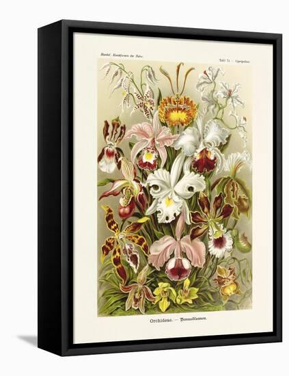 ERNST HAECKEL ART - 19Th Century - Orchideae - Orchids-The Nature Notes-Framed Premier Image Canvas