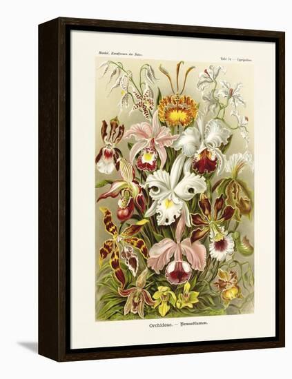 ERNST HAECKEL ART - 19Th Century - Orchideae - Orchids-The Nature Notes-Framed Premier Image Canvas