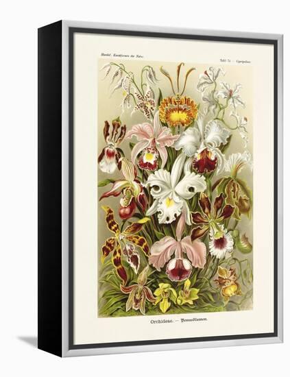 ERNST HAECKEL ART - 19Th Century - Orchideae - Orchids-The Nature Notes-Framed Premier Image Canvas