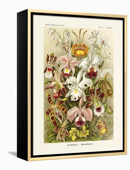 ERNST HAECKEL ART - 19Th Century - Orchideae - Orchids-The Nature Notes-Framed Premier Image Canvas