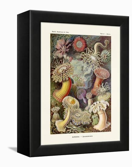 ERNST HAECKEL Art19Th CenturyActiniae.-The Nature Notes-Framed Premier Image Canvas