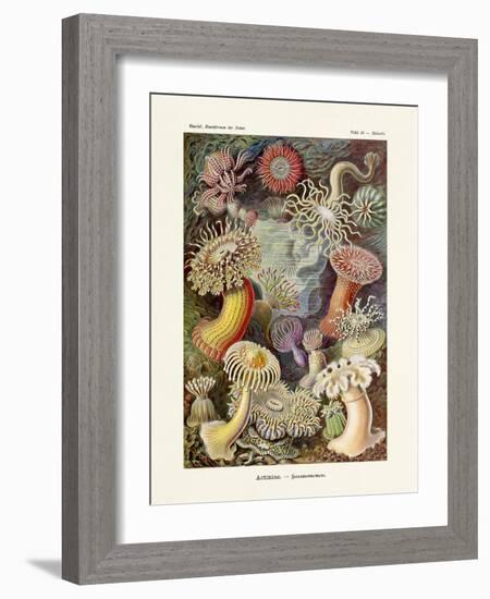 ERNST HAECKEL Art19Th CenturyActiniae.-The Nature Notes-Framed Photographic Print