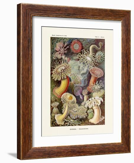 ERNST HAECKEL Art19Th CenturyActiniae.-The Nature Notes-Framed Photographic Print