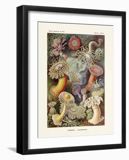 ERNST HAECKEL Art19Th CenturyActiniae.-The Nature Notes-Framed Photographic Print