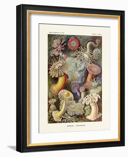 ERNST HAECKEL Art19Th CenturyActiniae.-The Nature Notes-Framed Photographic Print