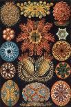 Moths -Tineida-Ernst Haeckel-Art Print
