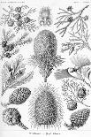 Conifers-Ernst Haeckel-Art Print