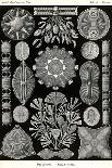 Trachomedusae - Jellyfish-Ernst Haeckel-Art Print