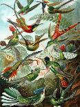 Thalamphora-Ernst Haeckel-Art Print