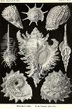 Calcispongiae-Ernst Haeckel-Art Print