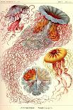 Moths -Tineida-Ernst Haeckel-Art Print